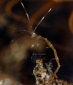   Kokopeli  